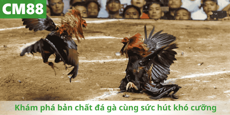 Khám phá bản chất đá gà cùng sức hút khó cưỡng